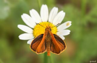 Sar Lekeli Zpzp (Thymelicus acteon)