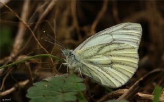 Yalanc Beyazmelek (Pieris pseudorapae)