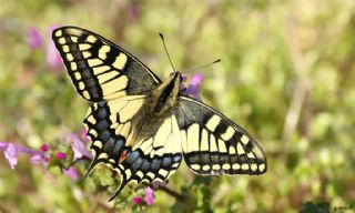 Krlangkuyruk (Papilio machaon)