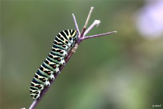 Krlangkuyruk (Papilio machaon)