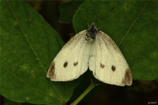 Kk Beyazmelek (Pieris rapae)