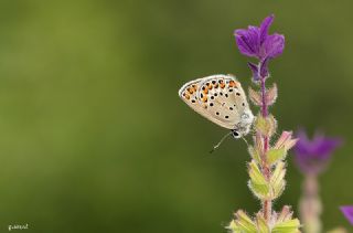 Doulu Esmergz (Plebejus carmon)