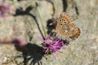 okgzl Anadolu Mavisi (Aricia crassipunctus)