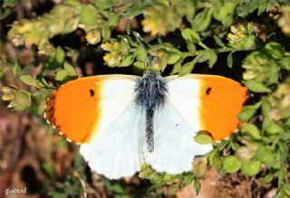 Turuncu Ssl (Anthocharis cardamines)