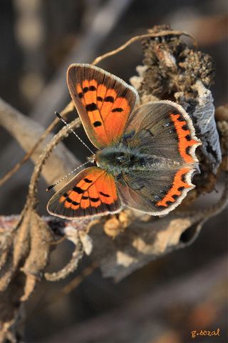 Benekli Bakr Gzeli (Lycaena phlaeas)