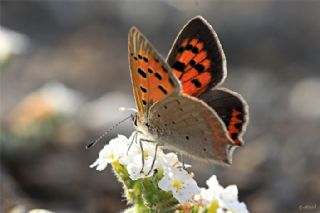 Benekli Bakr Gzeli (Lycaena phlaeas)