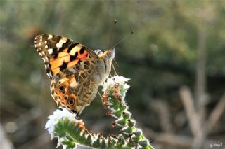 Diken Kelebei (Vanessa cardui)