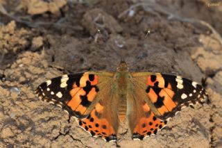 Diken Kelebei (Vanessa cardui)