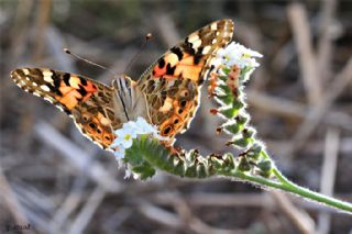 Diken Kelebei (Vanessa cardui)