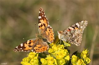 Diken Kelebei (Vanessa cardui)