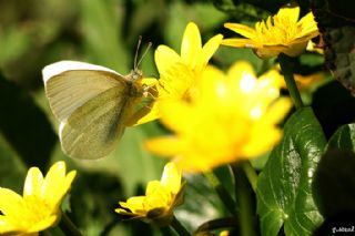 Kk Beyazmelek (Pieris rapae)