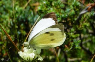 Byk Beyazmelek  (Pieris brassicae)