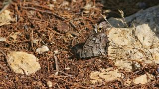 Anadolu Karamelei (Hipparchia fatua)