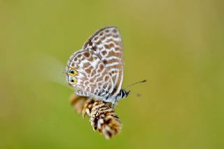 Mavi Zebra (Leptotes pirithous)