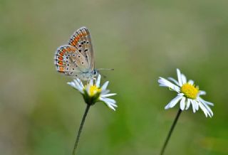 okgzl Mavi (Polyommatus icarus)