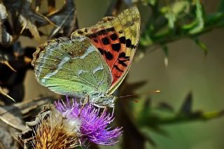 Bahadr (Argynnis pandora)