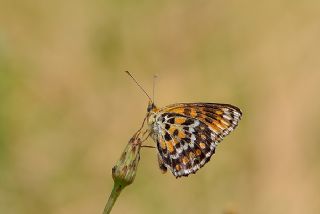 parhan (Melitaea cinxia)