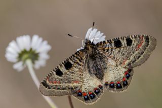 Yalanc Apollo (Archon apollinus)