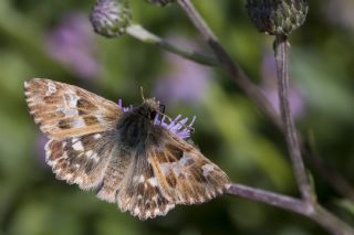 Mermer Zpzp (Carcharodus lavatherae)