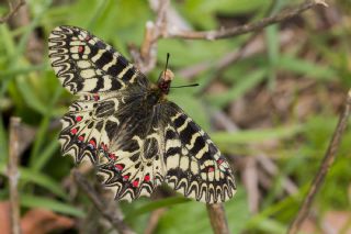 Gney Fistosu (Zerynthia polyxena)