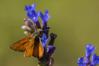 Sar Antenli Zpzp (Thymelicus sylvestris)