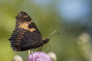 Aglais (Aglais urticae)