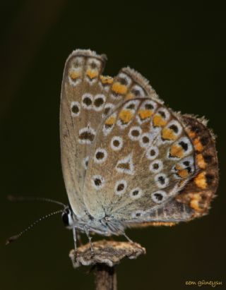 okgzl Mavi (Polyommatus icarus)