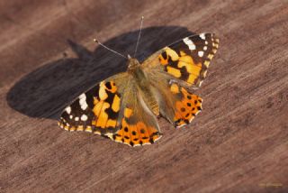 Diken Kelebei (Vanessa cardui)