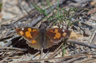 �itlembik Kelebe�i&nbsp;(Libythea&nbsp;celtis)