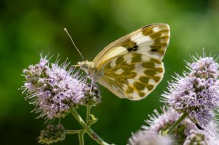 Yeni Beneklimelek (Pontia edusa)