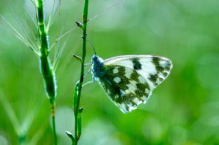 Yeni Beneklimelek&nbsp;(Pontia&nbsp;edusa)