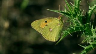 Sar Azamet (Colias croceus)