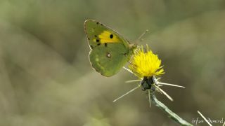 Sar Azamet (Colias croceus)