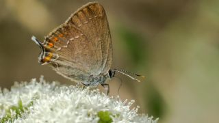 Byk Sevbeni (Satyrium ilicis)