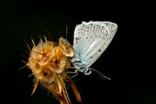 �okg�zl� Dafnis&nbsp;(Polyommatus&nbsp;daphnis)
