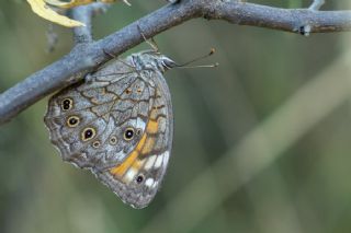 Aa Esmeri (Kirinia roxelana)