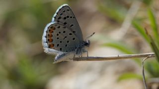 Himalaya Mavisi (Pseudophilotes vicrama)