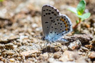 Himalaya Mavisi (Pseudophilotes vicrama)