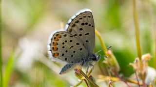 Himalaya Mavisi (Pseudophilotes vicrama)