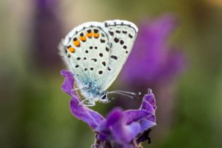 Himalaya Mavisi (Pseudophilotes vicrama)
