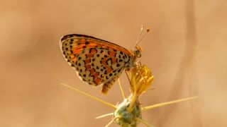 Gzel parhan (Melitaea trivia)