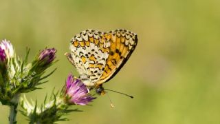 Benekli Byk parhan (Melitaea phoebe)