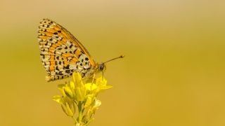 Gzel parhan (Melitaea trivia)