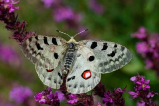 Apollo&nbsp;(Parnassius&nbsp;apollo)