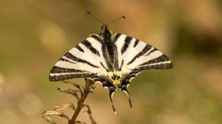 Erik Krlangkuyruk (Iphiclides podalirius)