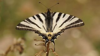 Erik Krlangkuyruk (Iphiclides podalirius)