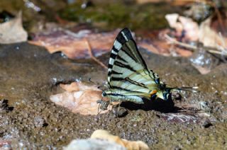 Erik Krlangkuyruk (Iphiclides podalirius)