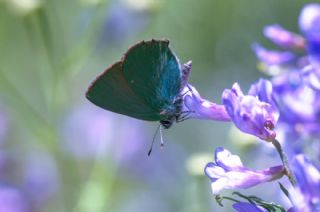 Zmrt (Callophrys rubi)