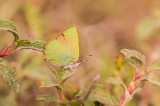 Zmrt (Callophrys rubi)