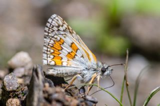 Sar Bandl Zpzp (Pyrgus sidae)